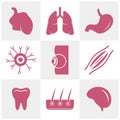 Set of Organs logo concept vector template. Internal Organs Related Vector Line Icons. Contains such Icons as Human anatomy. Royalty Free Stock Photo