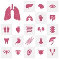 Set of Organs logo concept vector template. Internal Organs Related Vector Line Icons. Contains such Icons as Human anatomy.