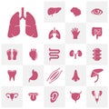 Set of Organs logo concept vector template. Internal Organs Related Vector Line Icons. Contains such Icons as Human anatomy. Royalty Free Stock Photo