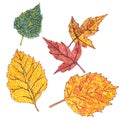 Set of ornamental autumn leaves on a white background, graphic color pattern