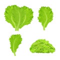 Set os lettuce leaves, chopped pieces, detailed drawing in bright cartoon style isolated on white background. Raw vegetable, herbs