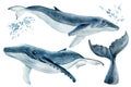 Set os whales on isolated white background, watercolor illustration. Blue whale Royalty Free Stock Photo