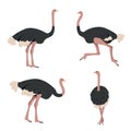 Set of Ostrich birds. Gray African big ostriches in different poses