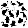 Set of ostrich, flamingo, todi, owl, toucan, bluegrass tit, kiwi