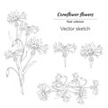 Set of outline flowers on a white background. Cornflowers. Vector hand-drawn flowers and bouquets for the design of cards, wreaths Royalty Free Stock Photo