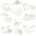 Set of Outline hand drawn fruits with leaves( apple, pear, apricot, plum, orange, lemon, grape, pomegranate, grapefruit, peach)