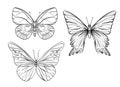 Set of outline images of a butterfly. Royalty Free Stock Photo