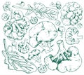 Set of outline sketch illustration of broccoli and leaves in different views. Hand drawn vector stylized graphic