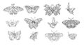 Set of outline vector butterflies - black line isolated on white background. Collection of illustrated butterflies