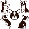 Set of outlined cute Boston Terrier illustrations