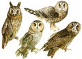 Set owl, birds on an isolated white background, watercolor drawing. Royalty Free Stock Photo