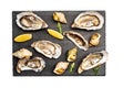 Set of oysters and snails isolated on white background Royalty Free Stock Photo