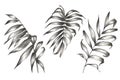 Set of palm and banana leaves with tropical flowers. Tropical design in pencil