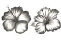 Set of palm and banana leaves with tropical flowers. Tropical design in pencil