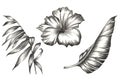 Set of palm and banana leaves with tropical flowers. Tropical design in pencil