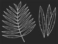 Set of palm leaves and a branch in the style of chalk drawing. White outline is isolated on a black background Royalty Free Stock Photo