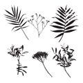 Set of palm leaves and different flowers silhouettes isolated on white background. Royalty Free Stock Photo
