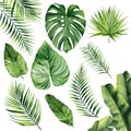 Set of palm leaves. Green tropical branches. Watercolour illustration isolated on white background. Royalty Free Stock Photo