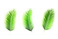 Set of palm leaves isolated on white for decor your project