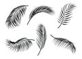 Palm Coconut Leaf silhouettevector set