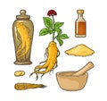 Root and leaves panax ginseng. Vector engraving black illustration