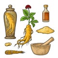 Root and leaves panax ginseng. Vector engraving black illustration Royalty Free Stock Photo