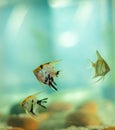 Set of panda angel fishes swimming near the bottom surface of the freshwater fish tank