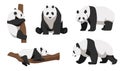 Set of pandas in different angles and emotions in cartoon style. Vector illustration of herbivorous Asian animals