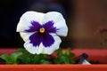 set of pansy blooms on white background.