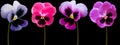 Set pansy flowers  blue,  purple, red, violet on black isolated background with clipping path.  Closeup.  Nature Royalty Free Stock Photo