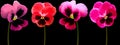 Set pansy flowers purple, red, violet on black isolated background with clipping path. Closeup. Royalty Free Stock Photo