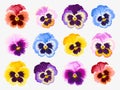 Set of pansy flowers