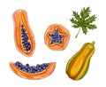 Set of papaya. Whole, half and slice papaya. Hand drawn pawpaw summer fruits