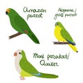 Set of parrot - amazon, neophema grass , monk quaker , in cartoon style on white background.