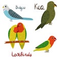 Set of parrot - budgies, lovebirds, kea in cartoon style on white background.