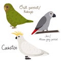 Set of parrot - cockatoo, owl parrot kakapo , jaco african grey , in cartoon style on white background. Royalty Free Stock Photo