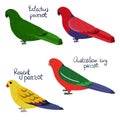 Set of parrot - Ecletus male and female , Australian king, regent, in cartoon style on white background.