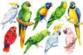 set of parrots, birds on an isolated white background, watercolor illustration, hand drawing