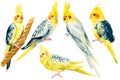 Set of parrots on isolated background, cockatiel parrot, hand drawing. Watercolor tropical birds