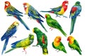 Set Parrots on isolated white background, bright bird watercolor painting, illustration
