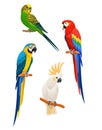 Set of parrots isolated on white background. Vector illustration. Royalty Free Stock Photo
