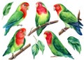 Set of parrots. Lovebirds watercolor, tropical birds illustration on a white background Royalty Free Stock Photo