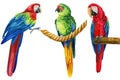 Set parrots, tropical birds, isolated white background, Hand painted watercolor illustration Royalty Free Stock Photo