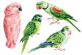 Set of parrots on a white isolated background, watercolor illustration, hand drawing, tropical birds. Royalty Free Stock Photo