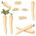 Set of parsnips for banners, flyers, posters, cards. Whole, half, and sliced parsnip. Diced parsnips. Parsnip cut into