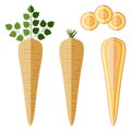 Set of parsnips for banners, flyers, posters, cards. Whole, half, and sliced parsnip. Parsnip with tops. Parsnip root