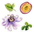 Set of passion fruit and flower watercolor illustration isolated on white. Royalty Free Stock Photo