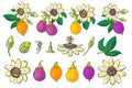 Set of Passionflower passiflora,purple,violet,yellow tropical fruit on a white background.Isolated exotic Royalty Free Stock Photo
