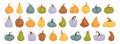 Set 30 pcs pumpkins, squash vector symbols illustrations. Cartoon pumpkins, halloween squash, fall harvest gourds