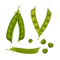Set of pea pods. Vector illustration on white background. Royalty Free Stock Photo